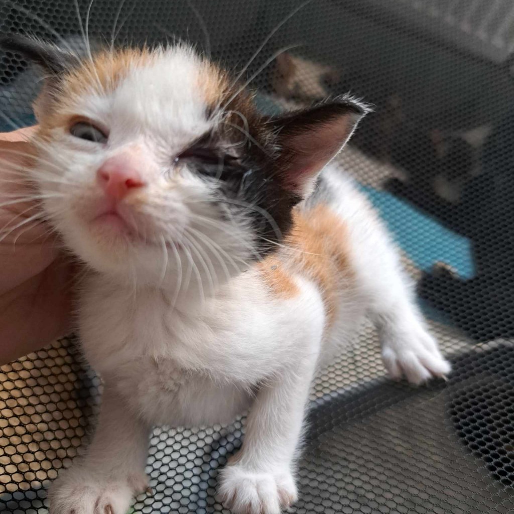 Elfi, Liana, Linda, Mati i Jody. Kolejna adopcja dzieci Tamary za nami