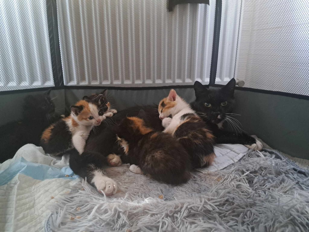 Elfi, Liana, Linda, Mati i Jody. Kolejna adopcja dzieci Tamary za nami