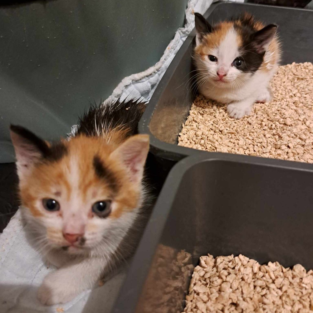 Elfi, Liana, Linda, Mati i Jody. Kolejna adopcja dzieci Tamary za nami