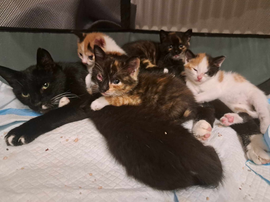 Elfi, Liana, Linda, Mati i Jody. Kolejna adopcja dzieci Tamary za nami