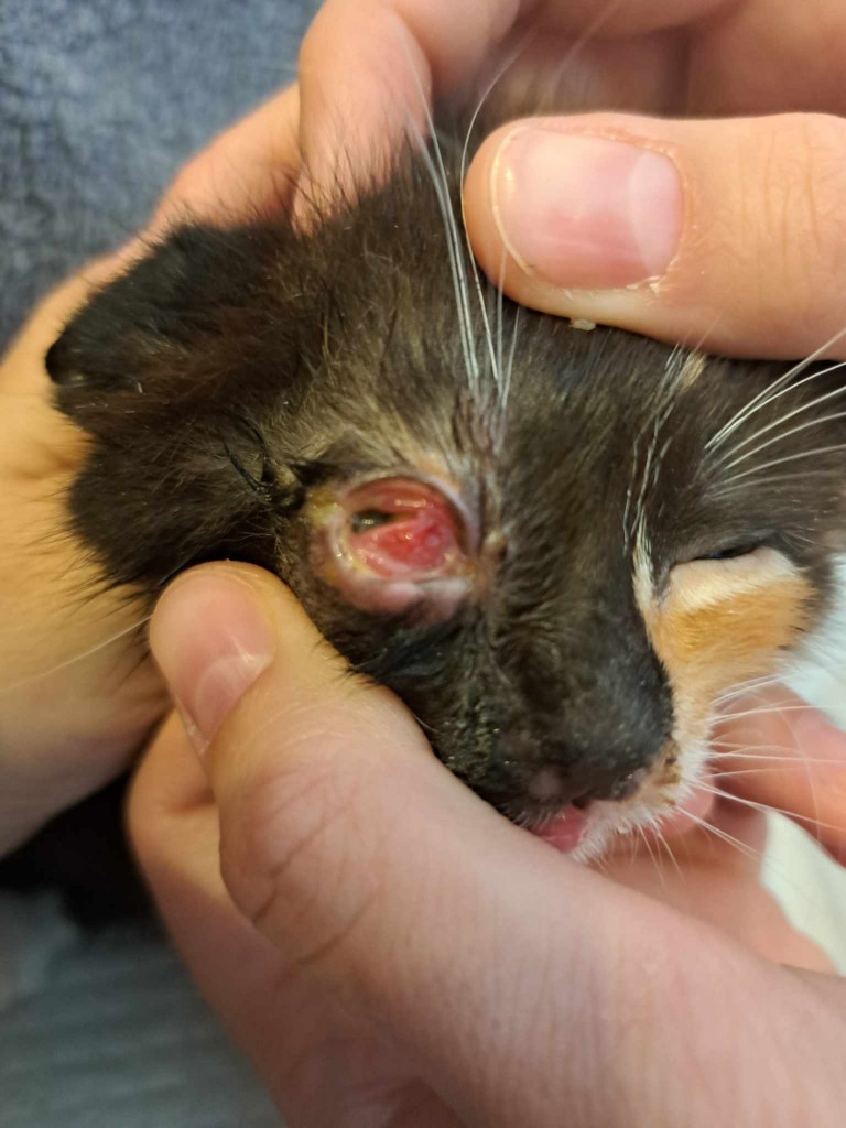 Elfi, Liana, Linda, Mati i Jody. Kolejna adopcja dzieci Tamary za nami