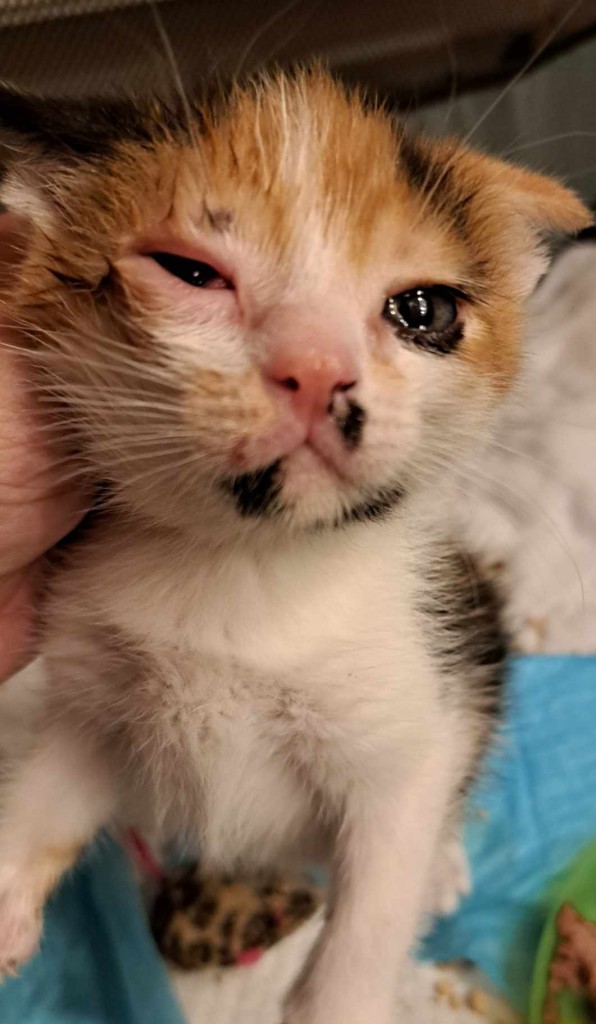 Elfi, Liana, Linda, Mati i Jody. Kolejna adopcja dzieci Tamary za nami