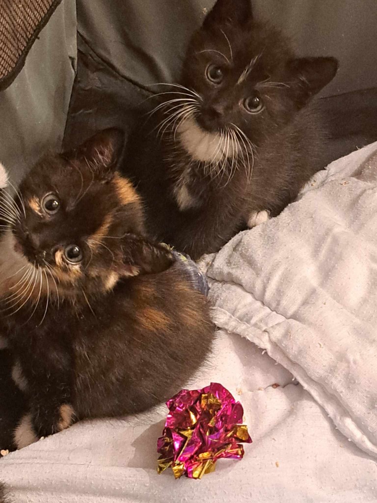 Elfi, Liana, Linda, Mati i Jody. Kolejna adopcja dzieci Tamary za nami