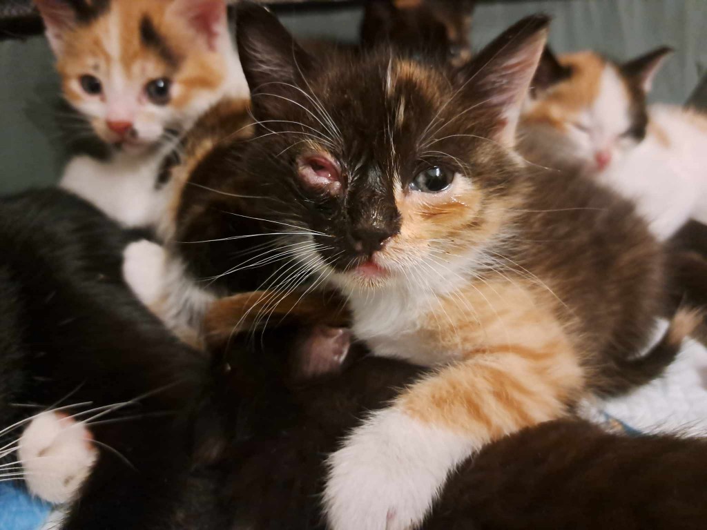 Elfi, Liana, Linda, Mati i Jody. Kolejna adopcja dzieci Tamary za nami