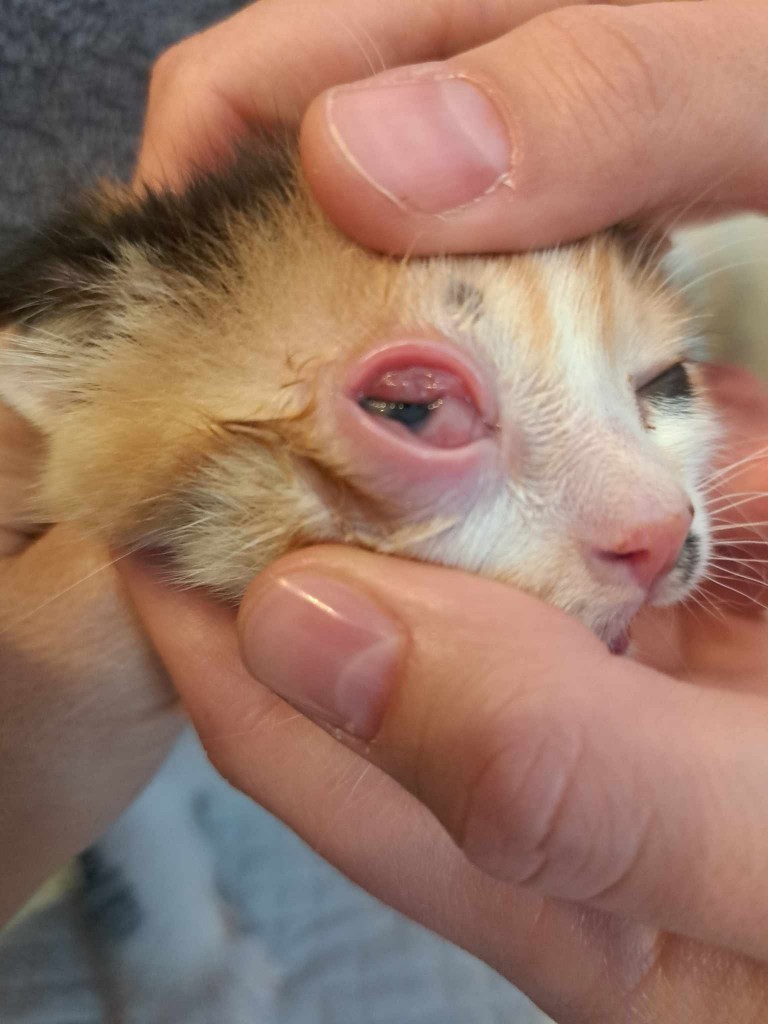 Elfi, Liana, Linda, Mati i Jody. Kolejna adopcja dzieci Tamary za nami