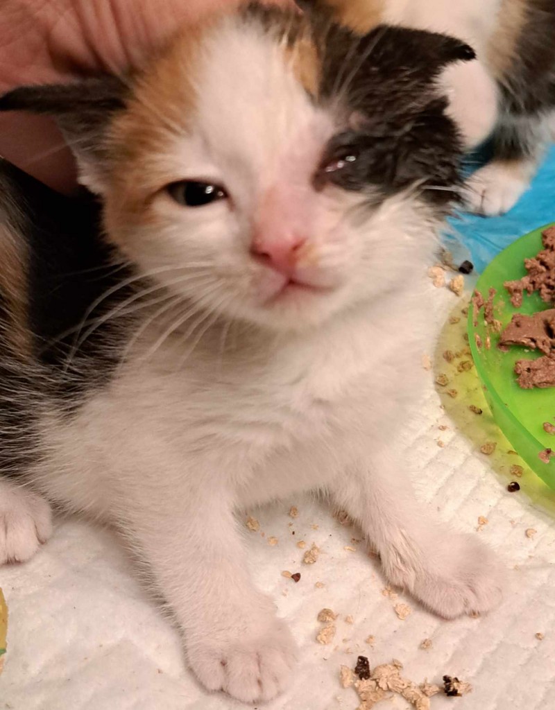 Elfi, Liana, Linda, Mati i Jody. Kolejna adopcja dzieci Tamary za nami