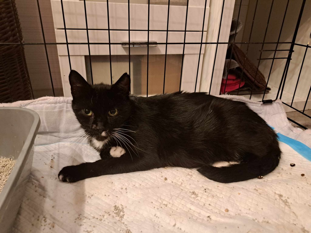 Elfi, Liana, Linda, Mati i Jody. Kolejna adopcja dzieci Tamary za nami