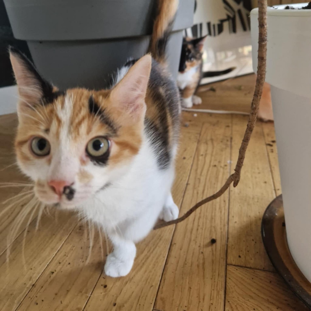 Elfi, Liana, Linda, Mati i Jody. Kolejna adopcja dzieci Tamary za nami