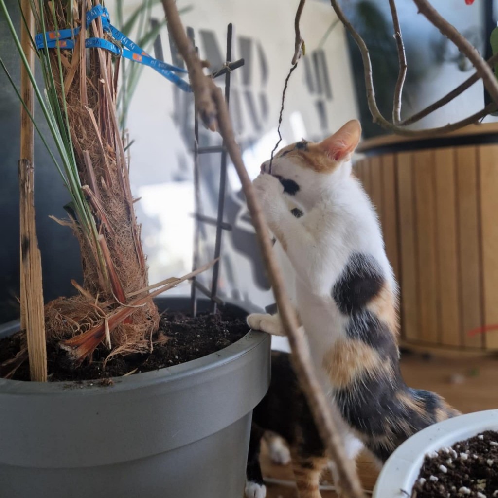 Elfi, Liana, Linda, Mati i Jody. Kolejna adopcja dzieci Tamary za nami