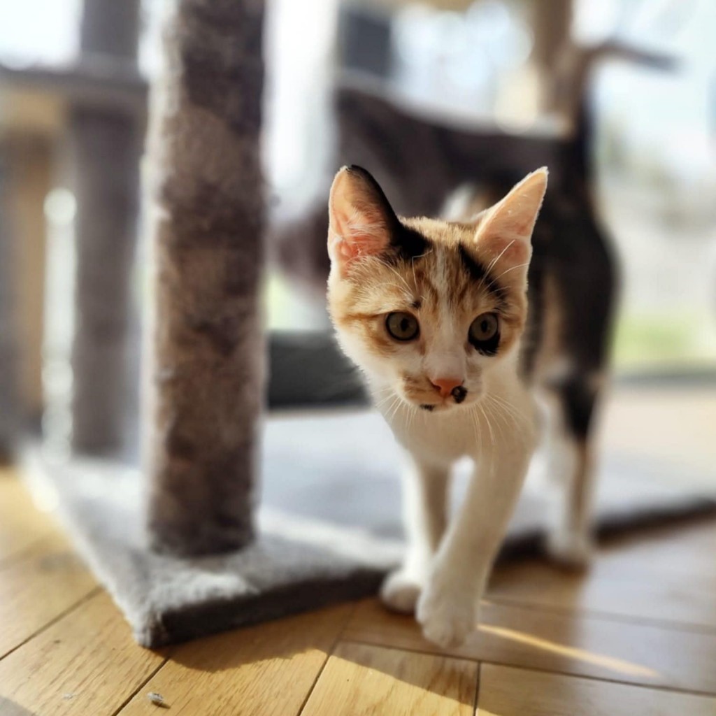 Elfi, Liana, Linda, Mati i Jody. Kolejna adopcja dzieci Tamary za nami