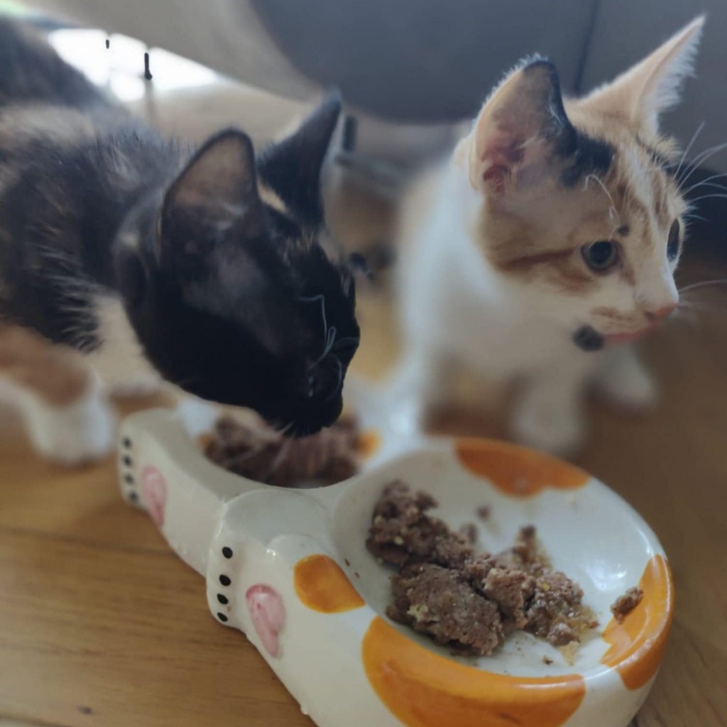 Elfi, Liana, Linda, Mati i Jody. Kolejna adopcja dzieci Tamary za nami