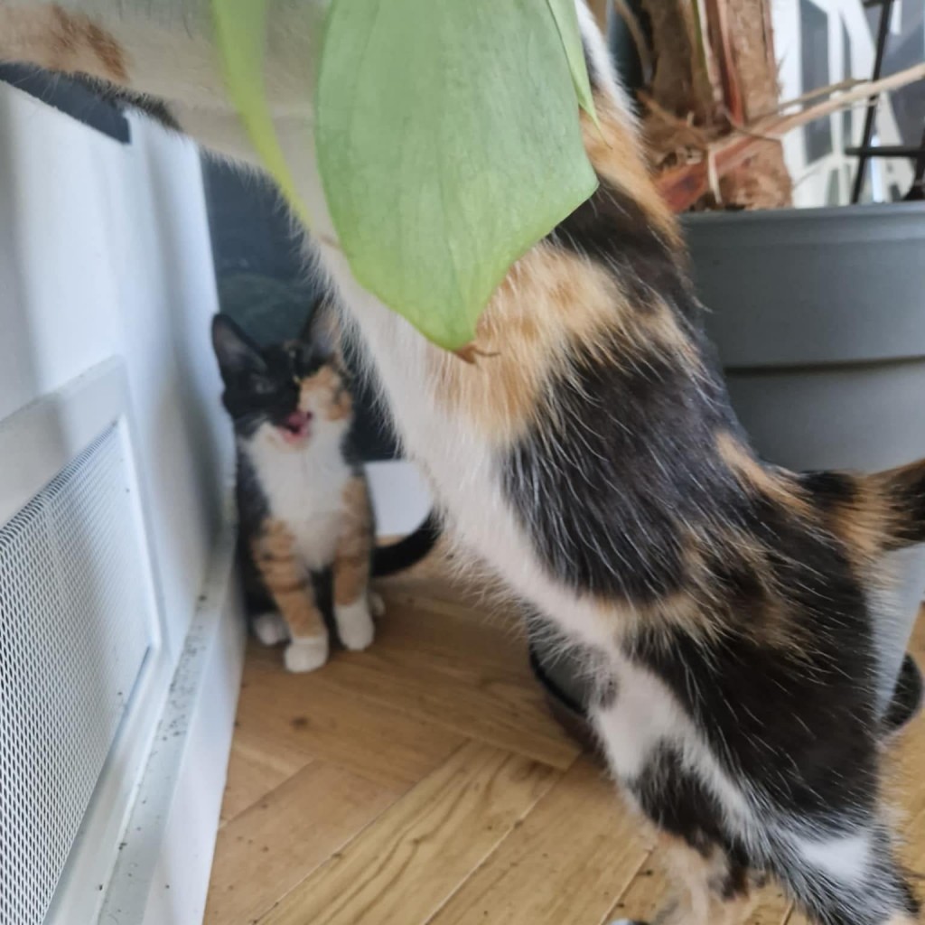 Elfi, Liana, Linda, Mati i Jody. Kolejna adopcja dzieci Tamary za nami