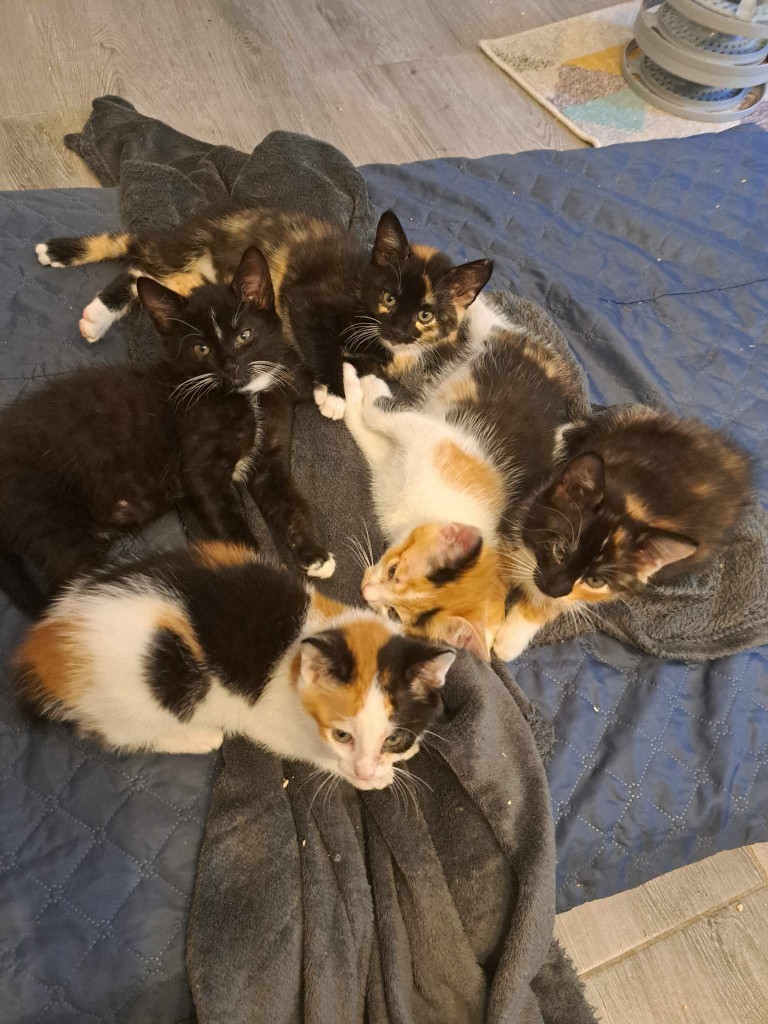 Elfi, Liana, Linda, Mati i Jody. Kolejna adopcja dzieci Tamary za nami