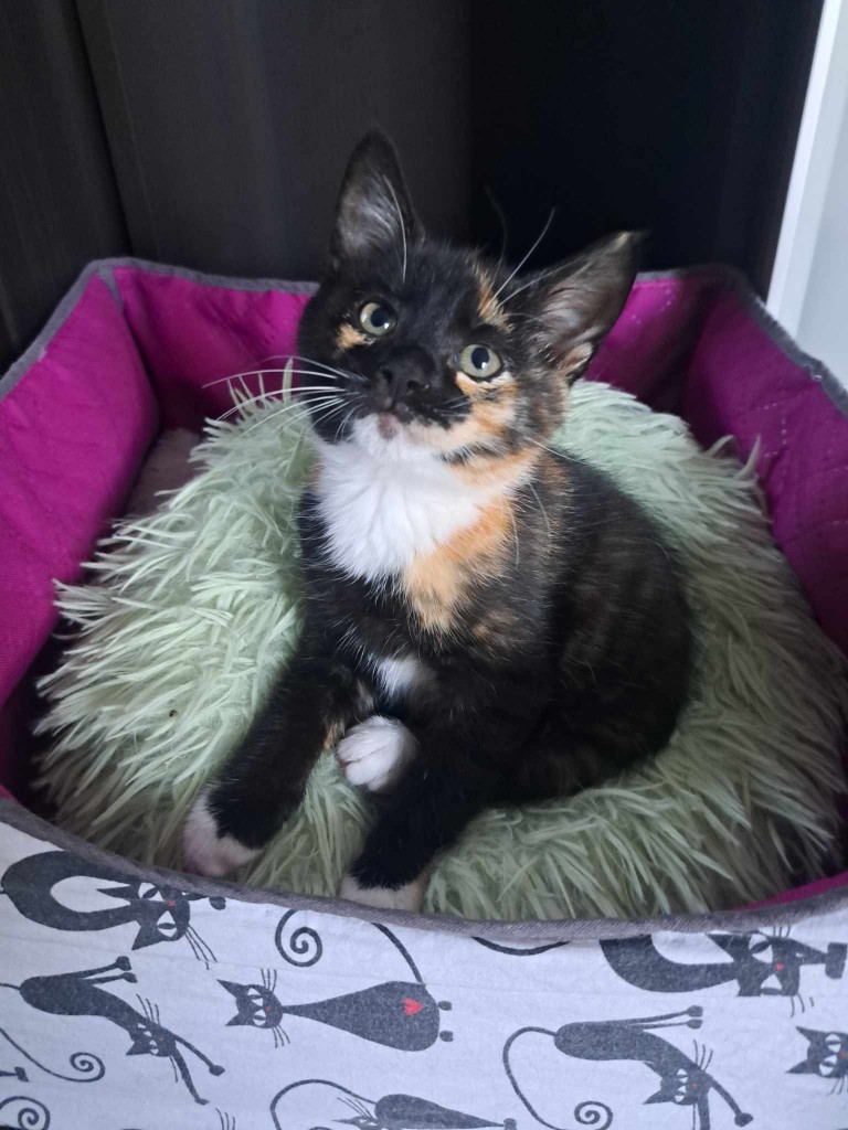 Elfi, Liana, Linda, Mati i Jody. Kolejna adopcja dzieci Tamary za nami