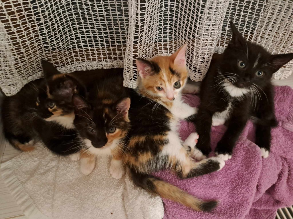 Elfi, Liana, Linda, Mati i Jody. Kolejna adopcja dzieci Tamary za nami