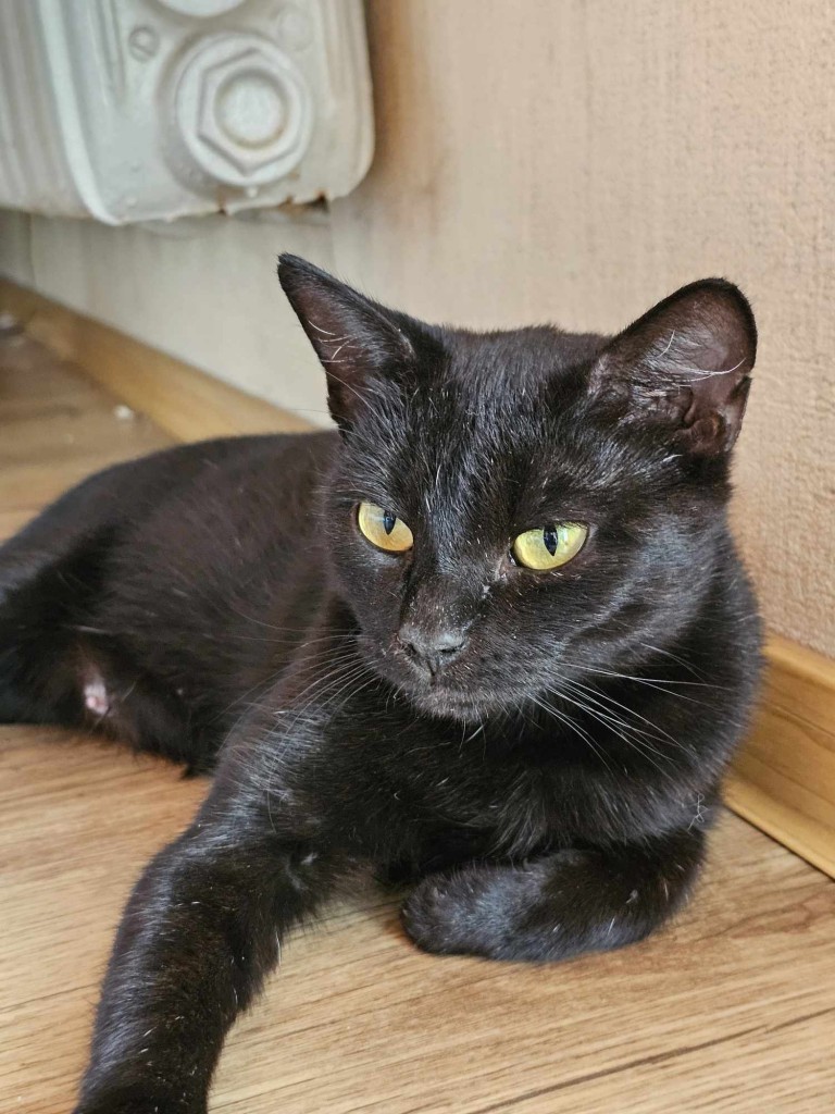 Adoptusie. KokoSzanel - adoptowana :)