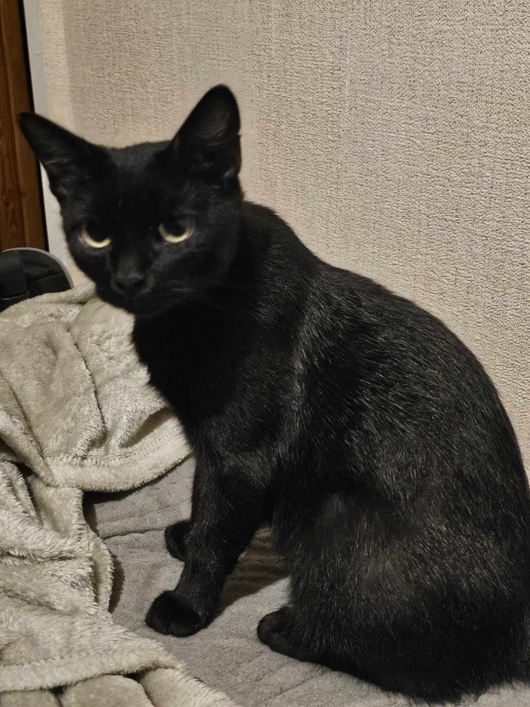 Adoptusie. KokoSzanel - adoptowana :)