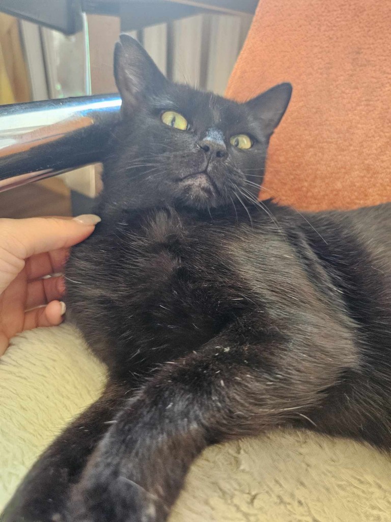 Adoptusie. KokoSzanel - adoptowana :)