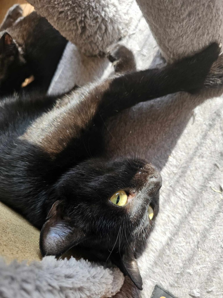 Adoptusie. KokoSzanel - adoptowana :)