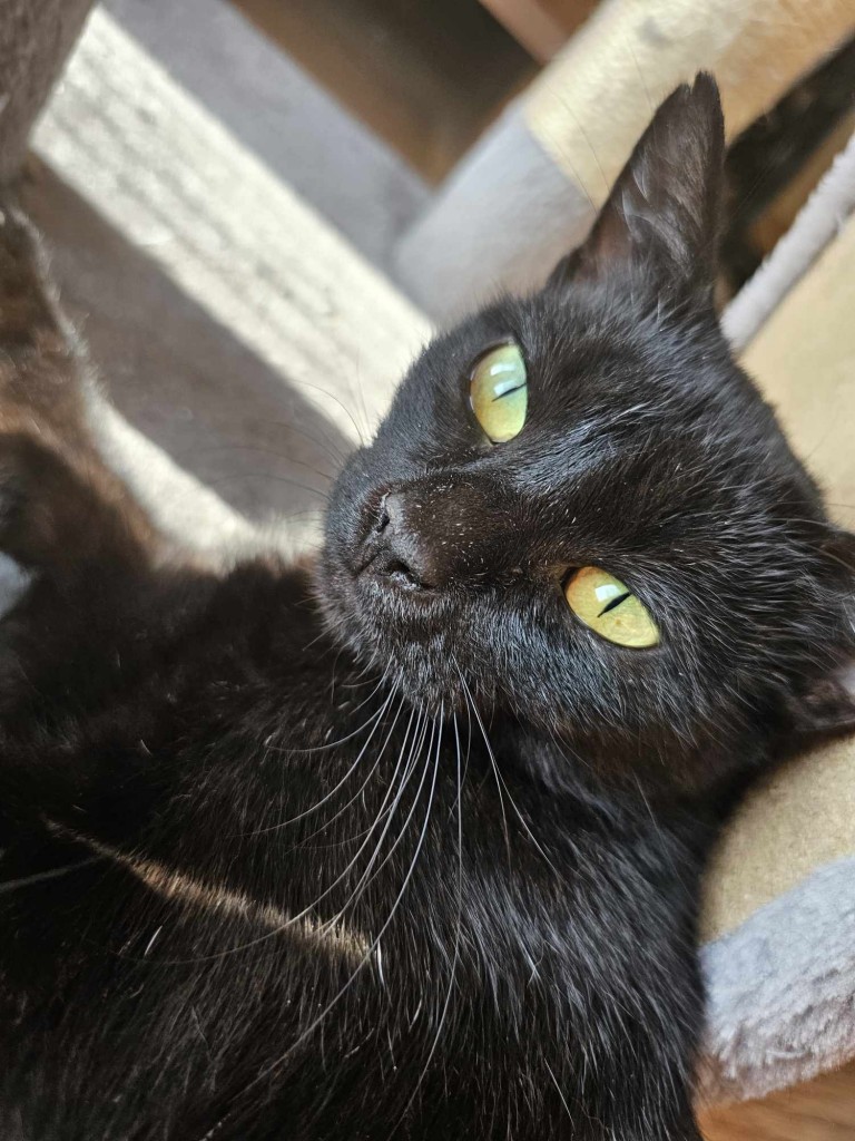 Adoptusie. KokoSzanel - adoptowana :)