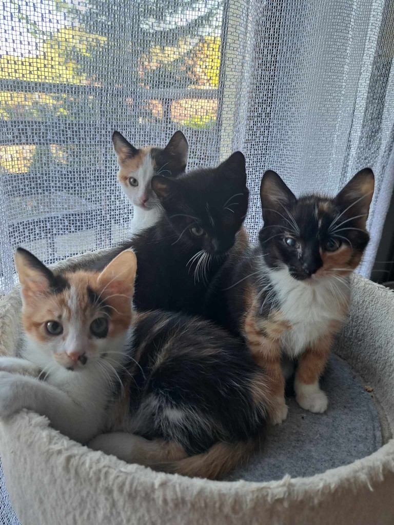 Elfi, Liana, Linda, Mati i Jody. Kolejna adopcja dzieci Tamary za nami