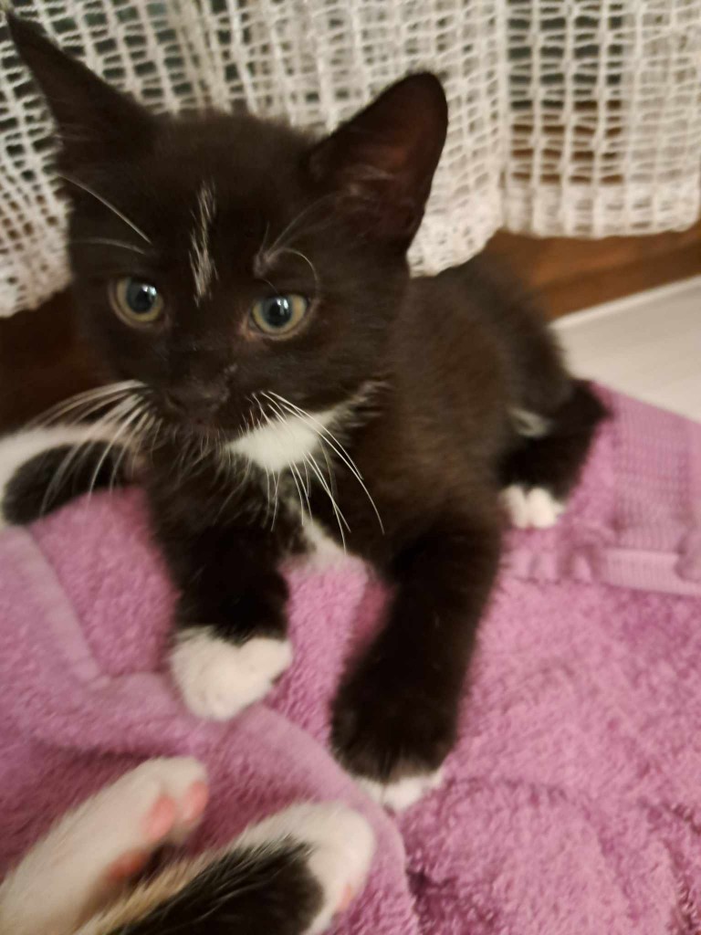 Elfi, Liana, Linda, Mati i Jody. Kolejna adopcja dzieci Tamary za nami