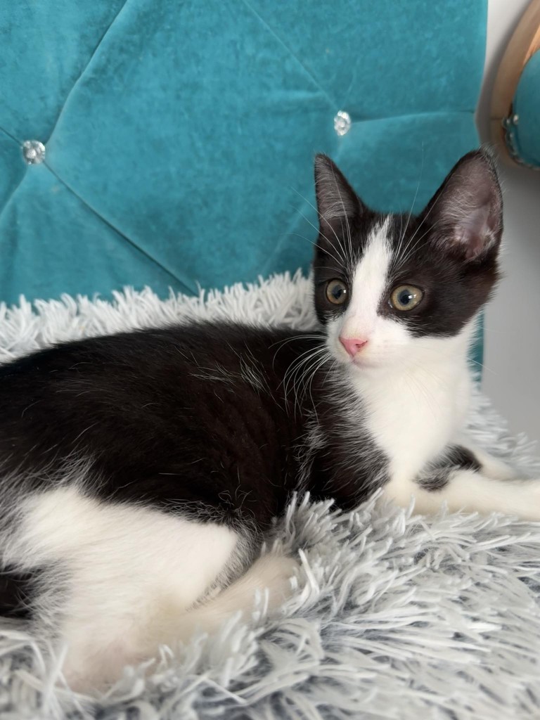 Adoptusie. Złotko - w domu :)