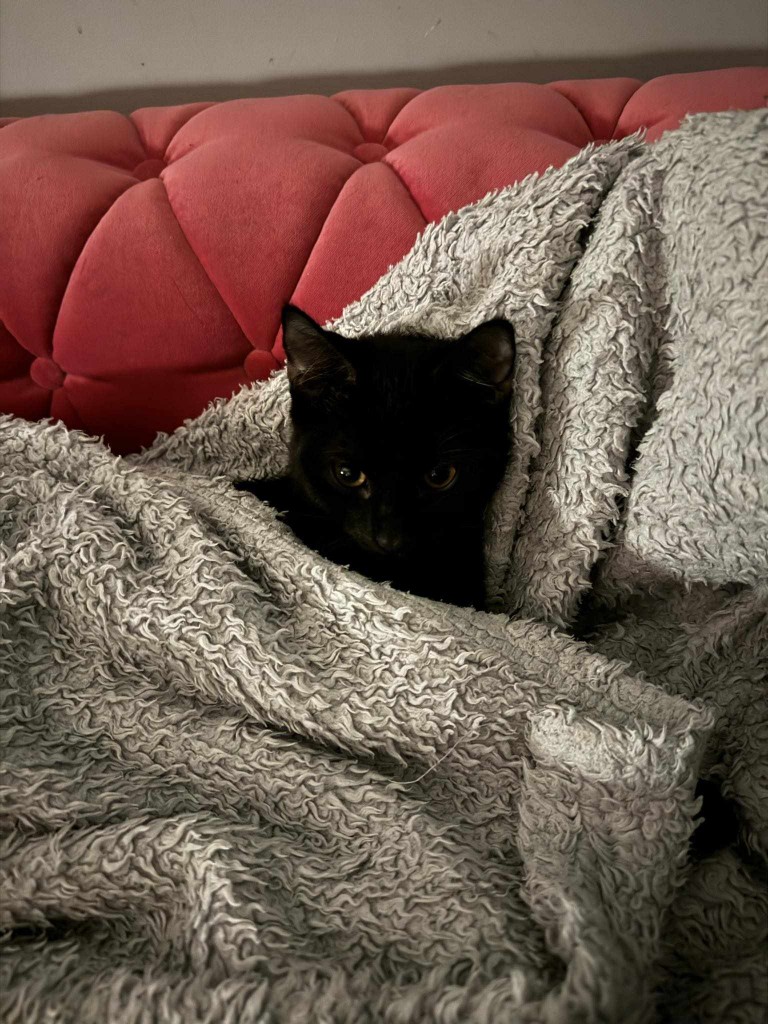 Adoptusie. Nietoperek - w domu :)