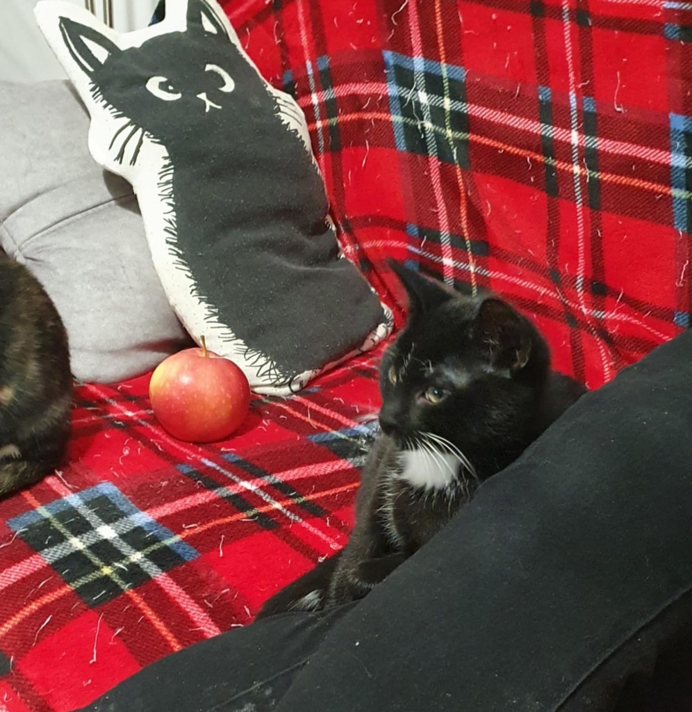 Elfi, Liana, Linda, Mati i Jody. Kolejna adopcja dzieci Tamary za nami