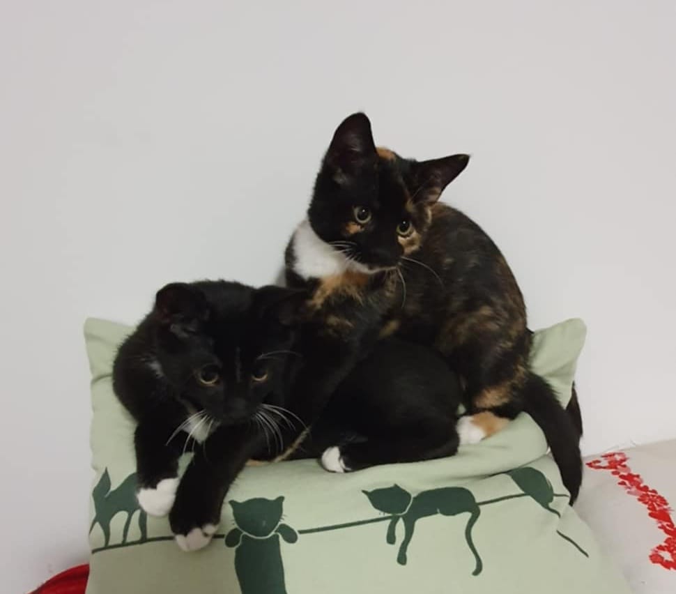 Elfi, Liana, Linda, Mati i Jody. Kolejna adopcja dzieci Tamary za nami