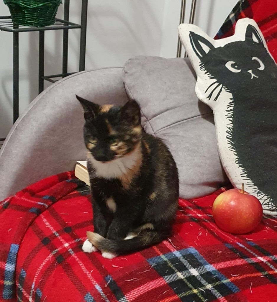 Elfi, Liana, Linda, Mati i Jody. Kolejna adopcja dzieci Tamary za nami