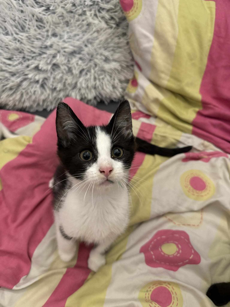 Adoptusie. Złotko - w domu :)