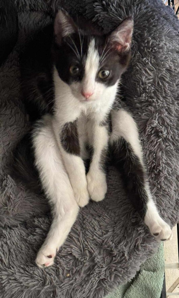 Adoptusie. Złotko - w domu :)