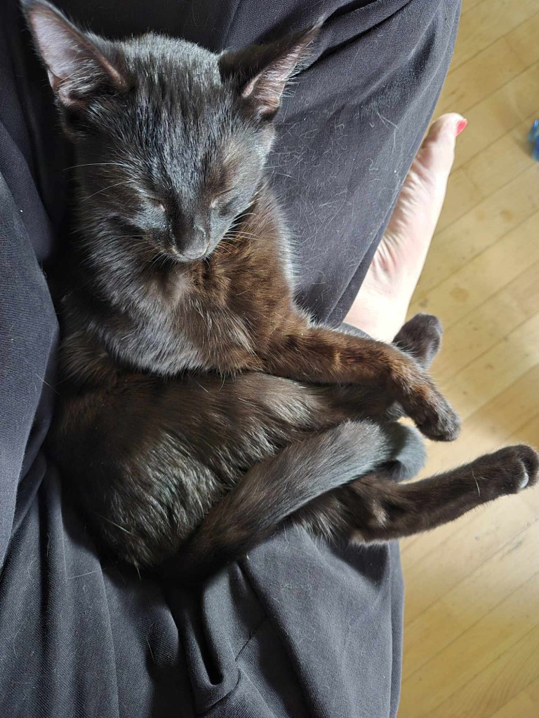 Adoptusie. Nietoperek - w domu :)