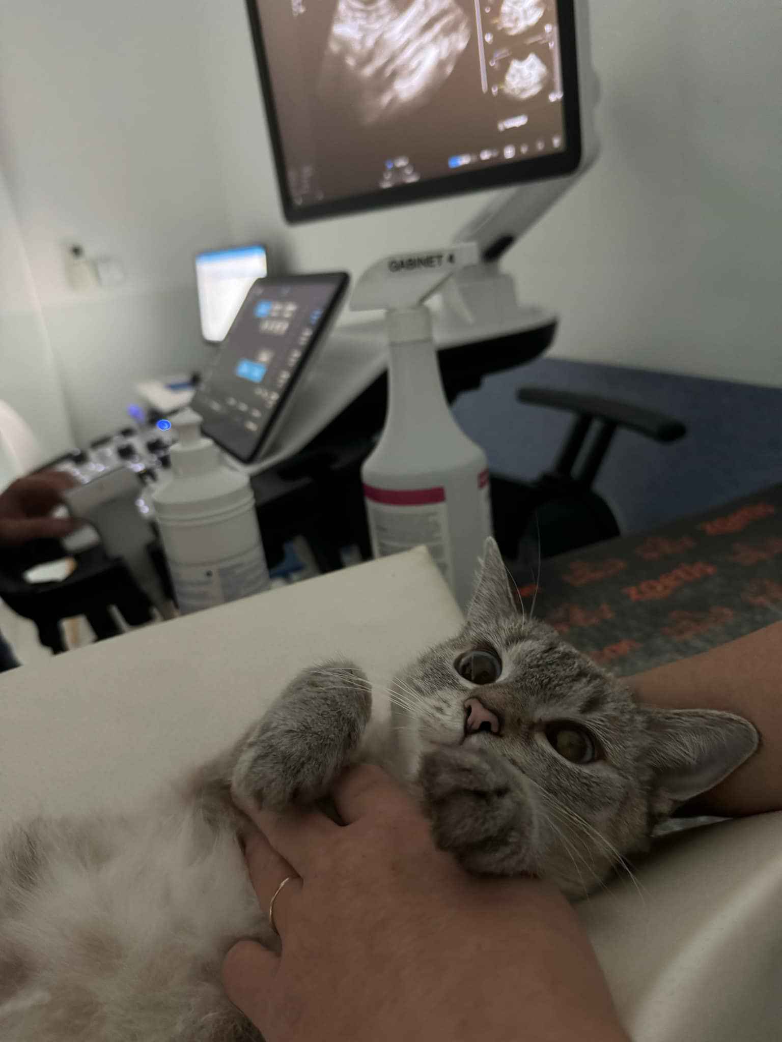 Keira po zabiegu sterylizacji