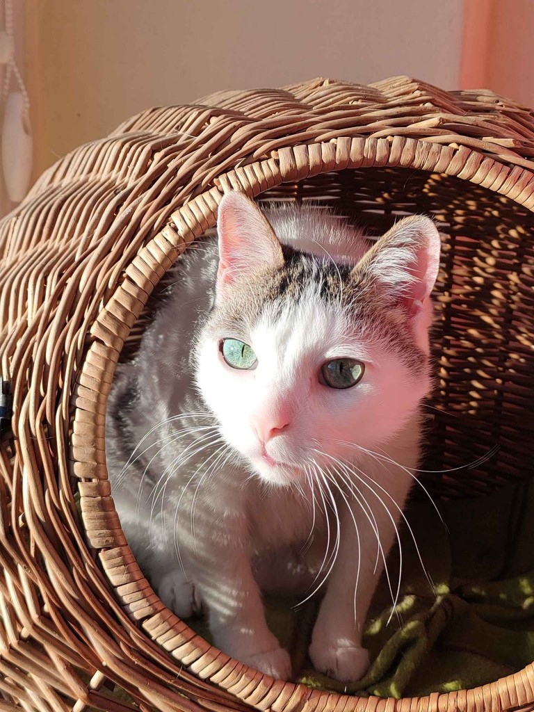 Adoptusie. Władek - w domu :)