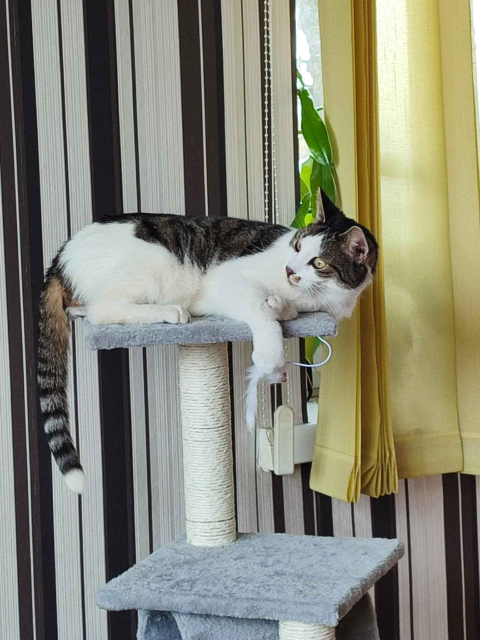 Szaman - w domu :)