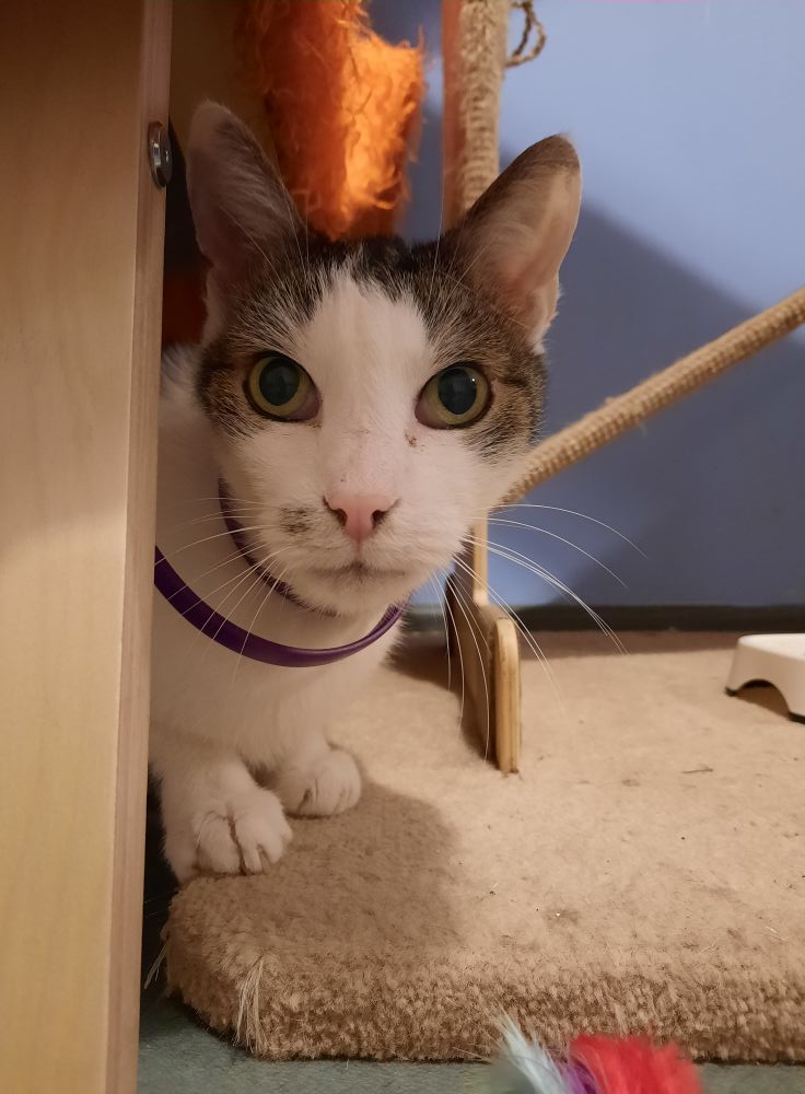 Adoptusie. Mruczek - w domu :)
