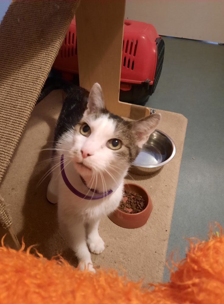 Adoptusie. Mruczek - w domu :)