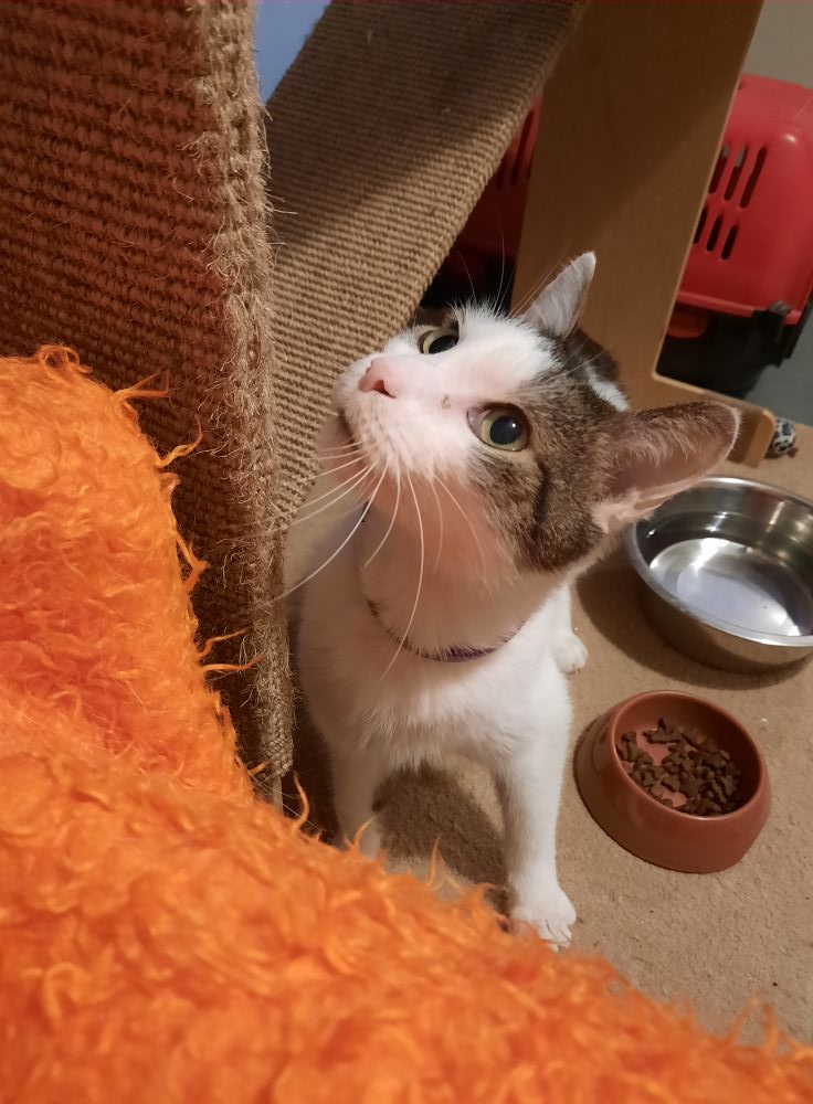 Adoptusie. Mruczek - w domu :)