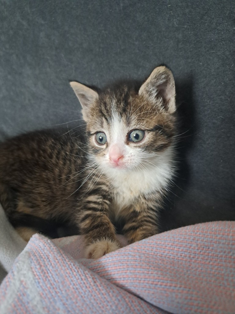 Kociaki Summer i Soraya - adoptowane :)