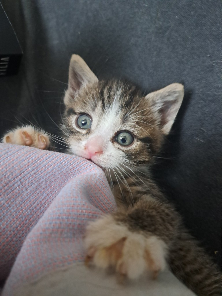 Kociaki Summer i Soraya - adoptowane :)