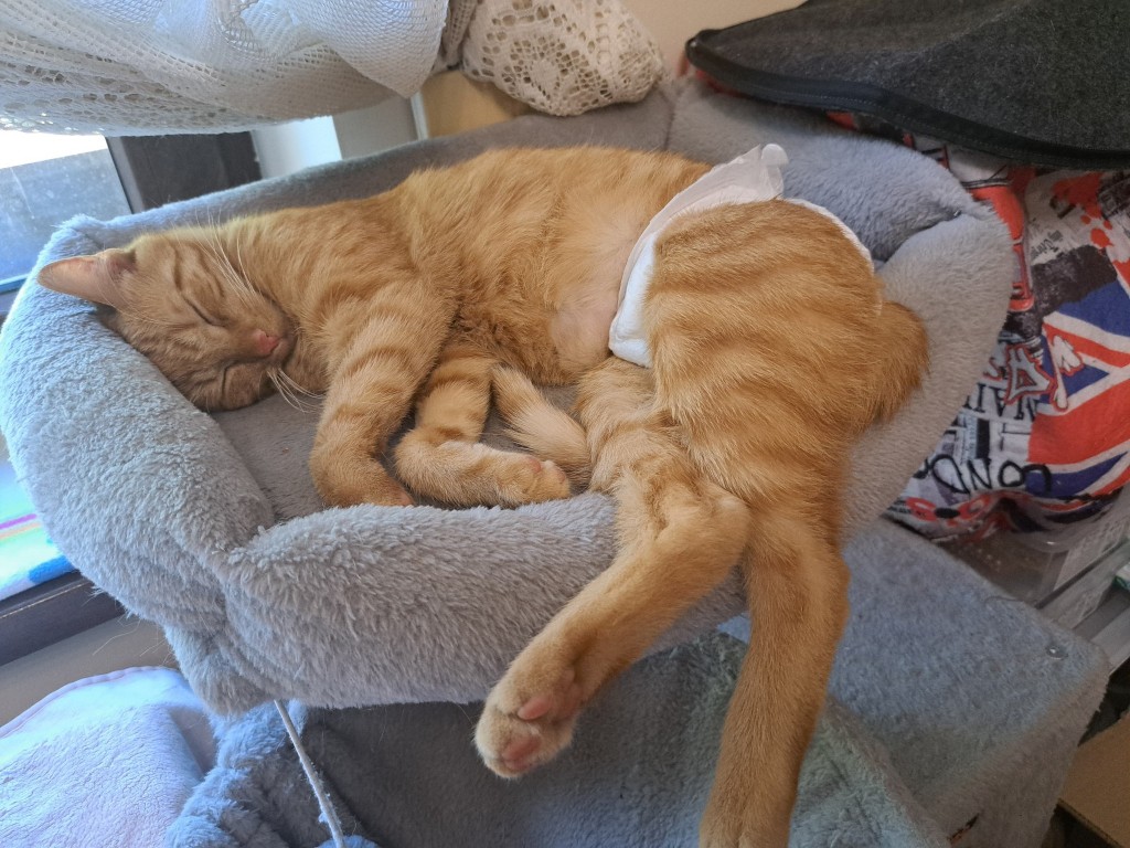 Simba/ Matthew - w domu :)