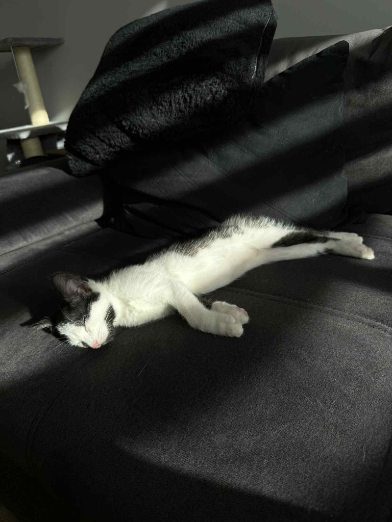 Kociaki Summer i Soraya - adoptowane :)