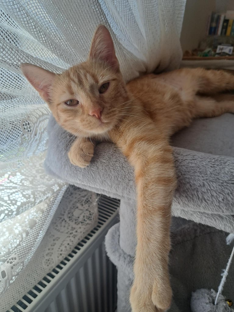 Adoptusie. Laila, w domu :)