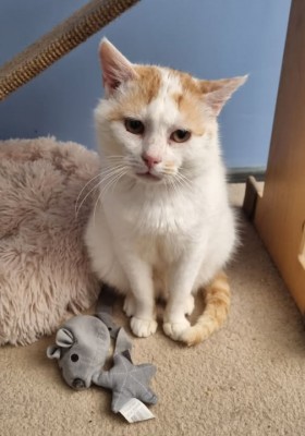 Adoptusie. Belmondo – misio w kocim futerku