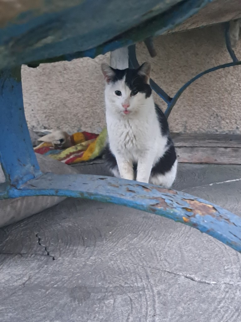 Koty wolno żyjące - pomoc dla kotów z Huty Jagodnica