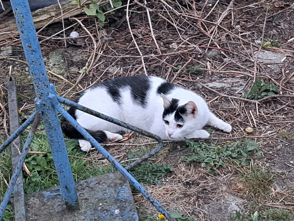 Koty wolno żyjące - pomoc dla kotów z Huty Jagodnica