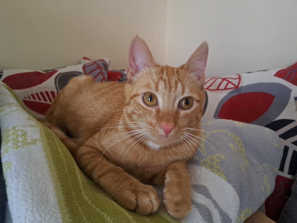 Simba/ Matthew - w domu :)
