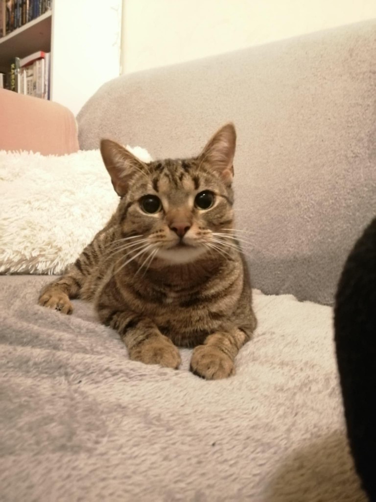 Adoptusie. Sila - w domu :)